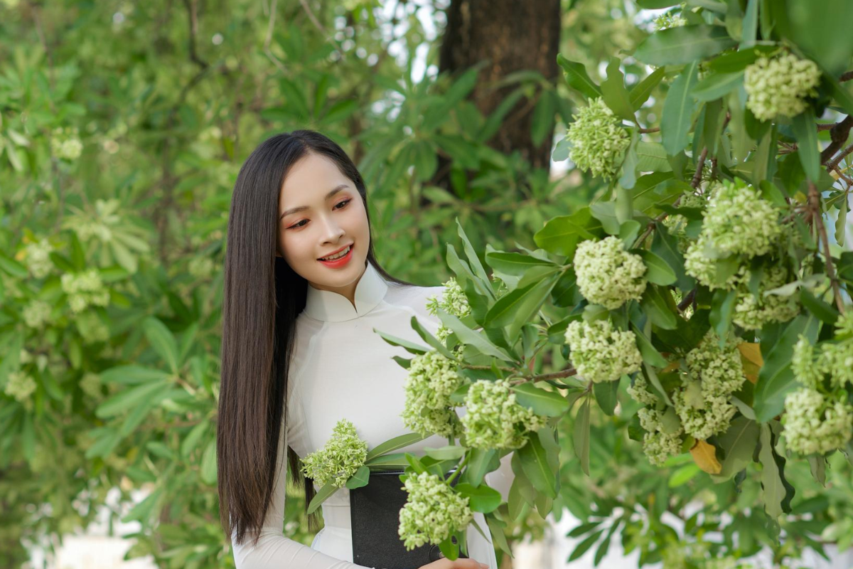 Milk flower tree in full bloom with Hanoi streets in the background